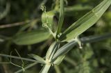 Lathyrus latifolius. Часть побега. Греция, Ионическое море, о. Μαθράκι (Мафраки), маквис на берегу моря, обочина грунтовой дороги. 26.05.2014.