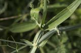 Lathyrus latifolius