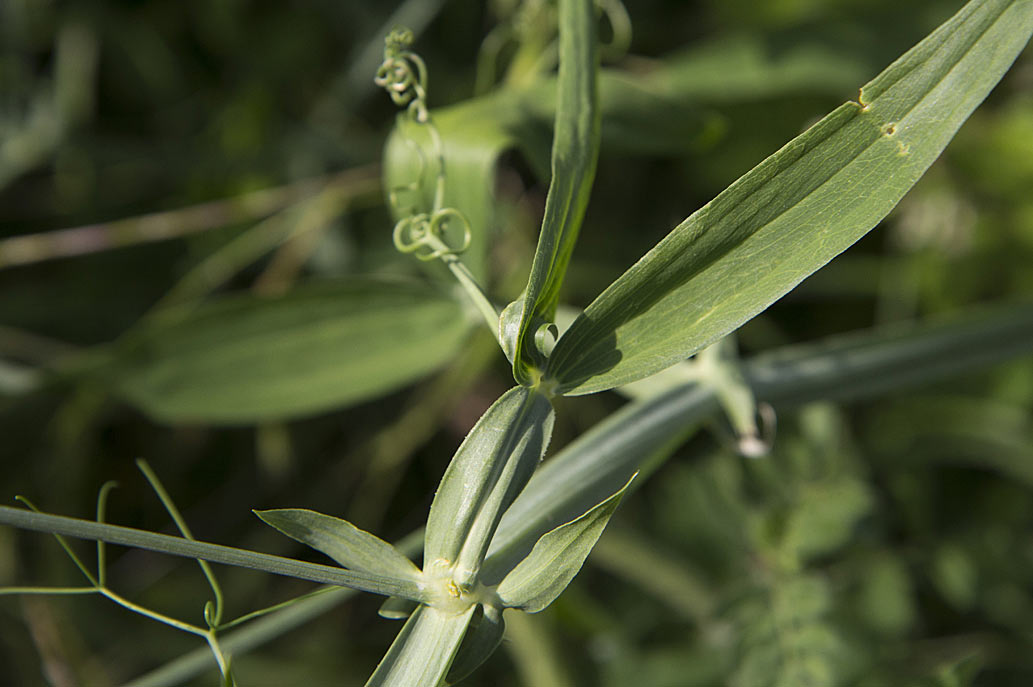 Image of Lathyrus latifolius specimen.