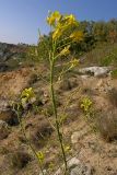 Erucastrum cretaceum. Соцветия. Крым, Севастополь, мыс Фиолент. 31 мая 2009 г.
