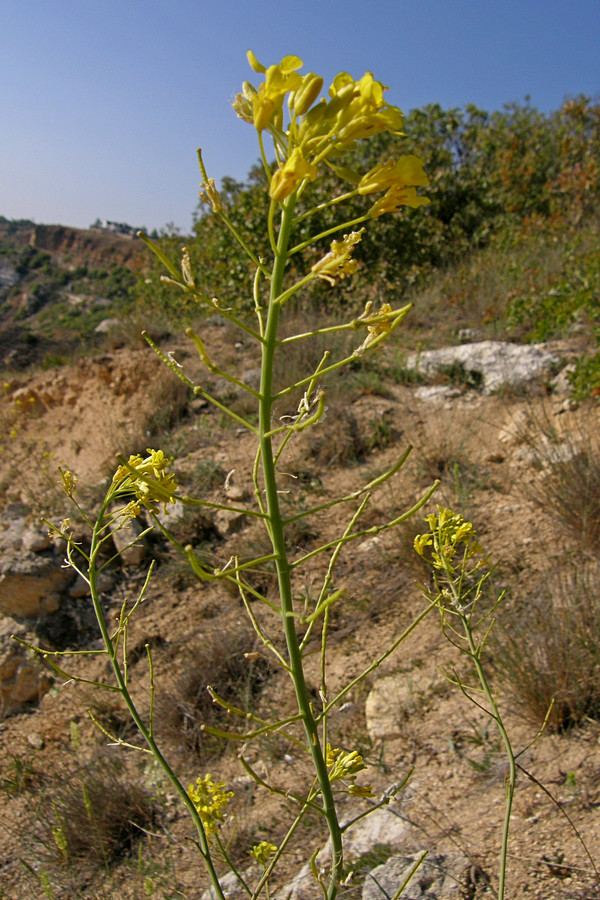 Изображение особи Erucastrum cretaceum.