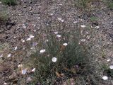 Convolvulus pseudocantabrica