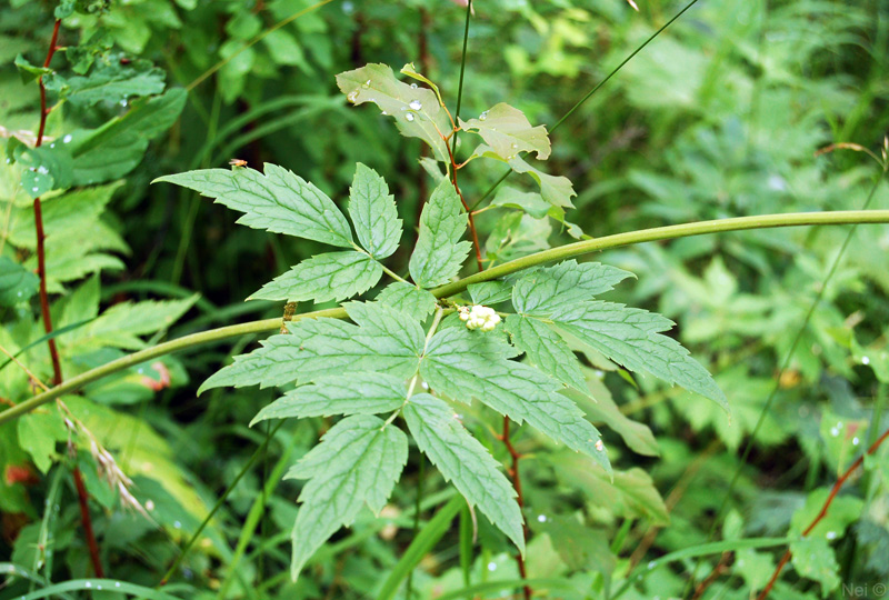 Image of Cimicifuga foetida specimen.