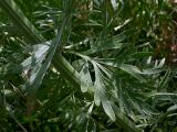 Artemisia absinthium. Листья в нижней части стебля, пластинки длиной примерно 12 см. Киев, Святошино, пустырь у автостанции. 21 июля 2008 г.