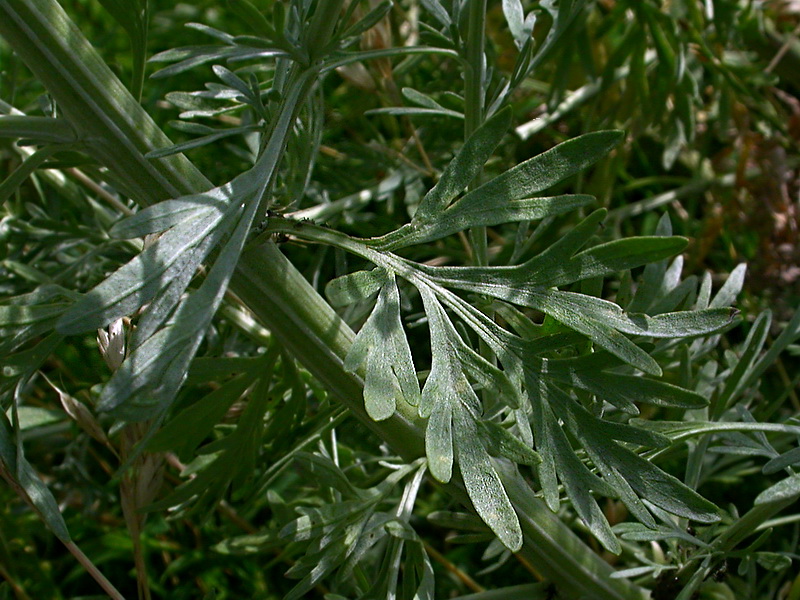 Image of Artemisia absinthium specimen.