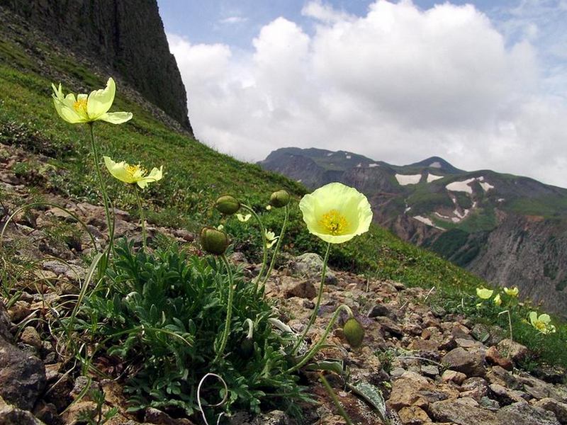 Image of Papaver microcarpum specimen.