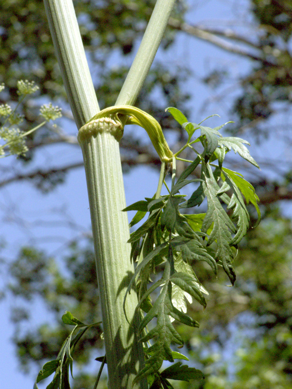 Image of Paraligusticum discolor specimen.