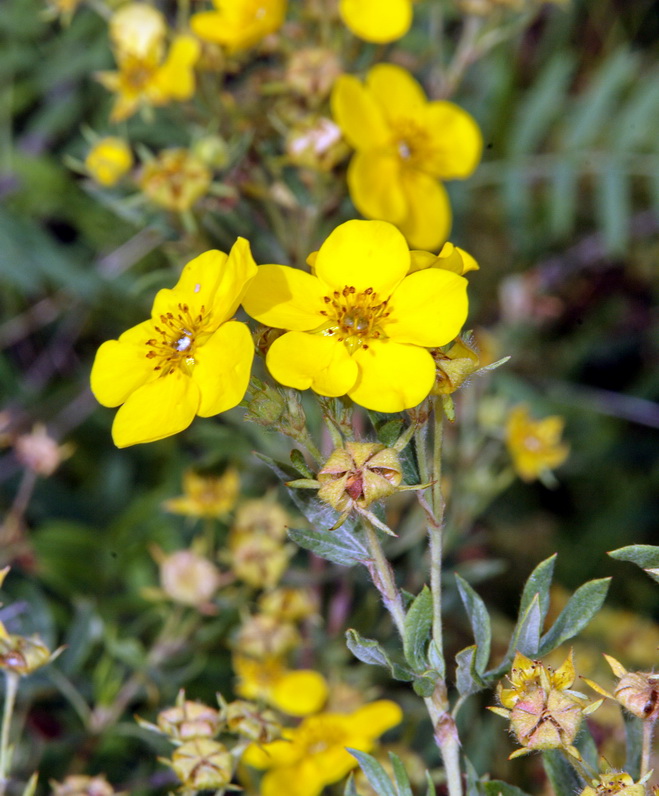 Image of Dasiphora fruticosa specimen.