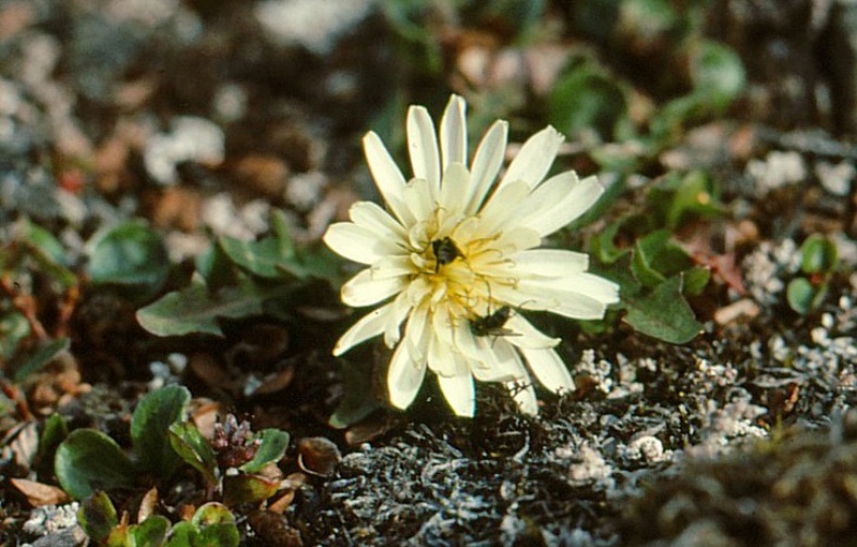 Image of Taraxacum arcticum specimen.