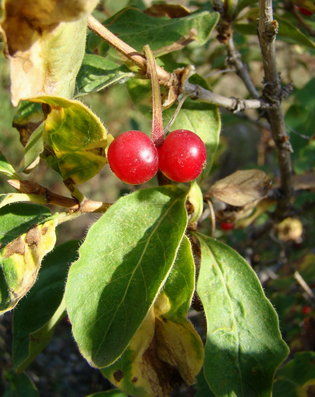 Изображение особи Lonicera karelinii.