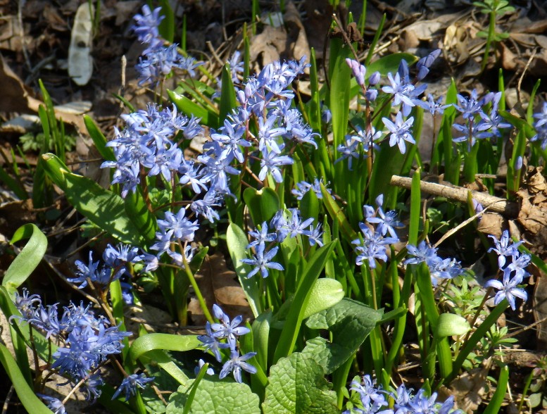 Изображение особи Scilla bifolia.