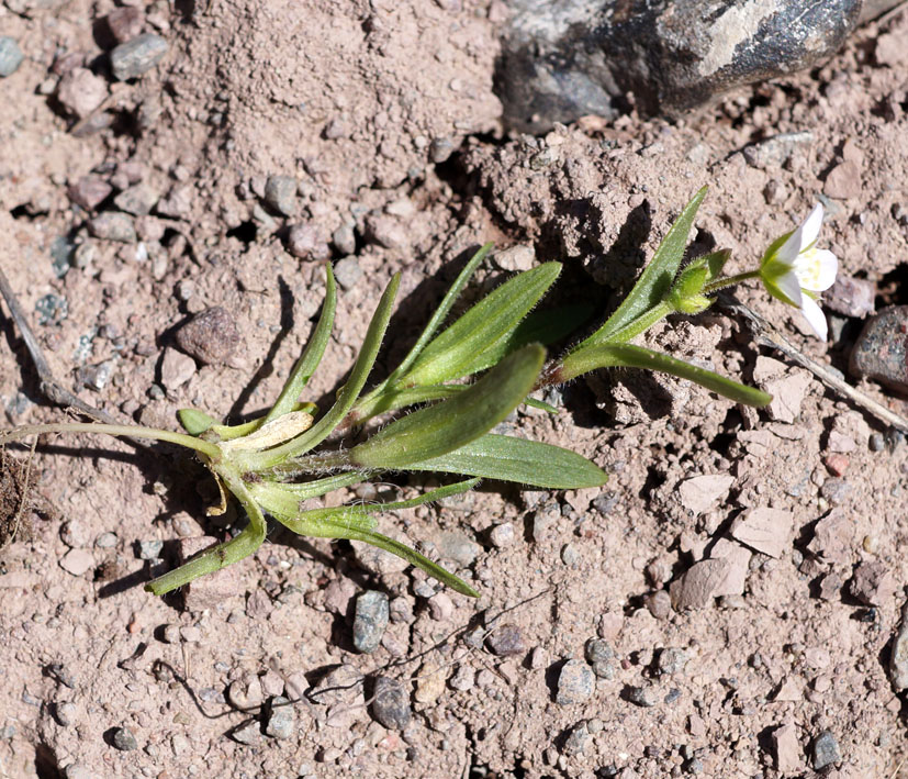 Image of Holosteum glutinosum specimen.