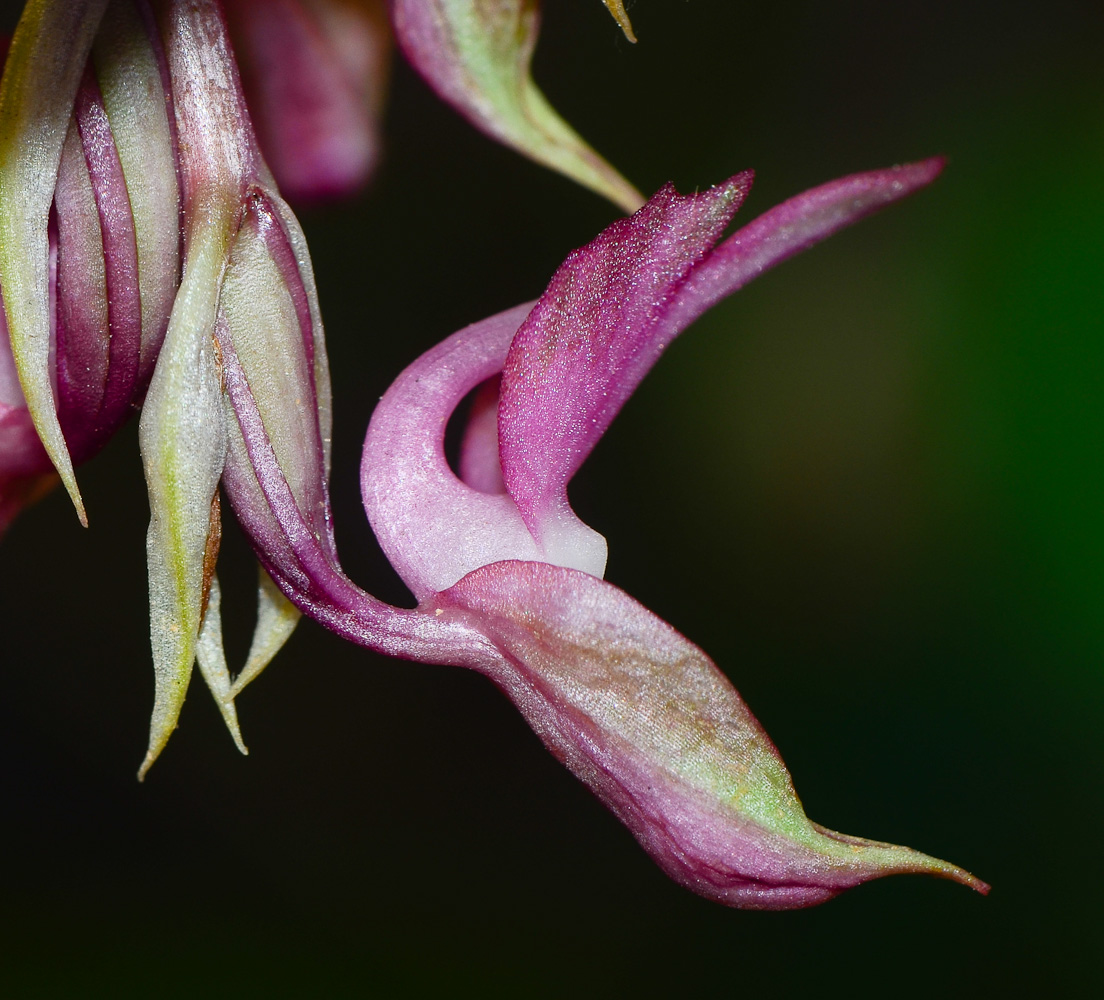 Изображение особи Anacamptis sancta.