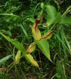 Lysimachia vulgaris