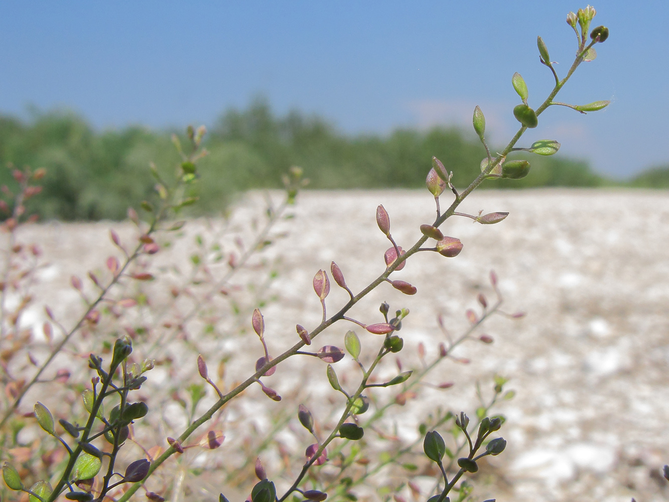 Image of Lepidium ruderale specimen.