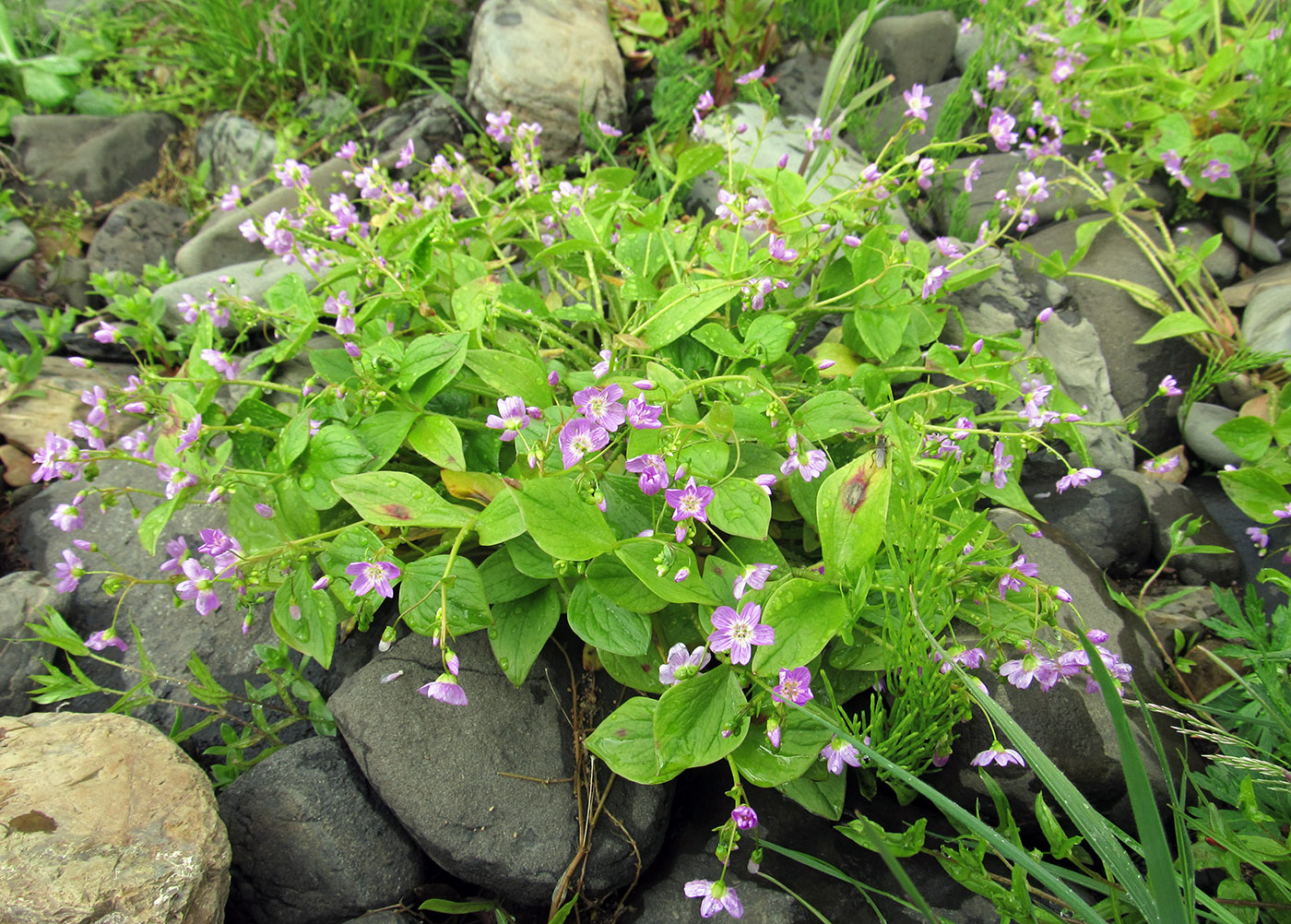 Изображение особи Claytonia sibirica.