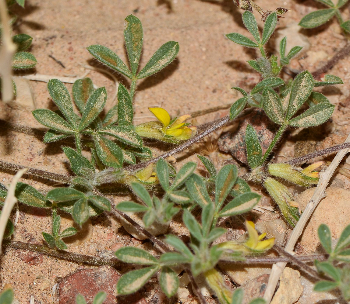 Изображение особи Lotononis platycarpa.