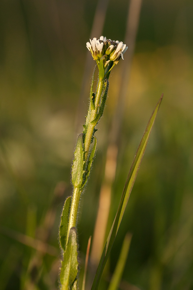 Изображение особи Arabis sagittata.