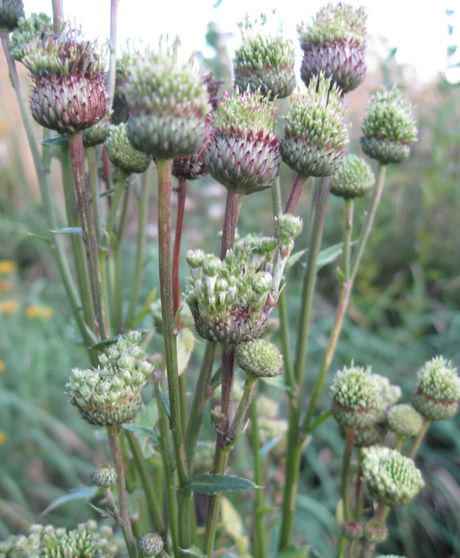 Image of Cirsium arvense specimen.