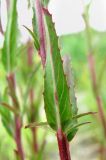 Epilobium tetragonum. Лист (вид снизу). Краснодарский край, Сочи, окр. Адлера, рудеральное место. 30.06.2015.