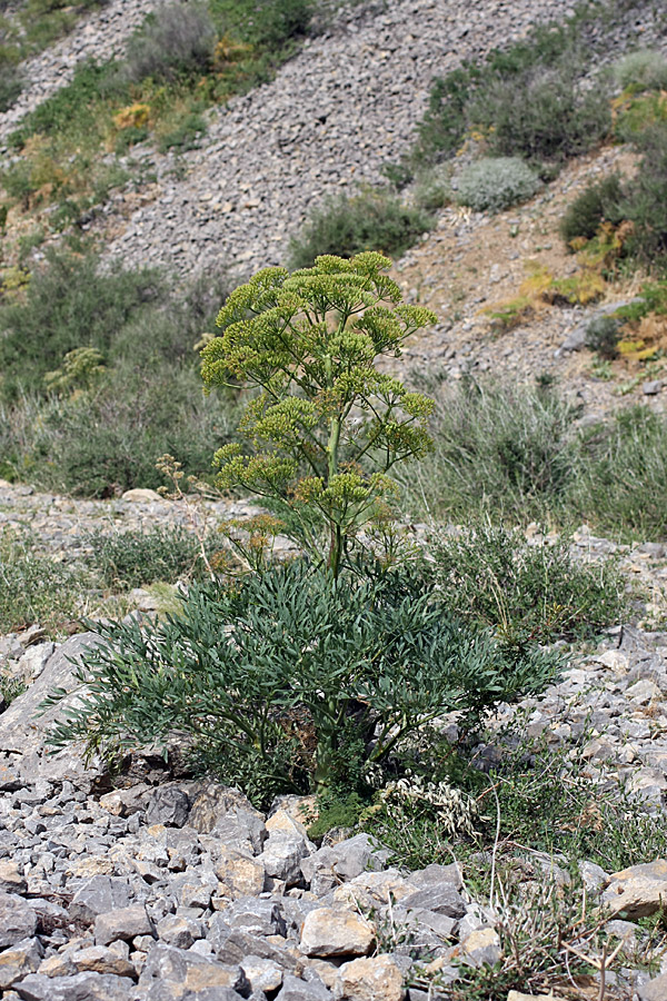 Image of Ferula penninervis specimen.