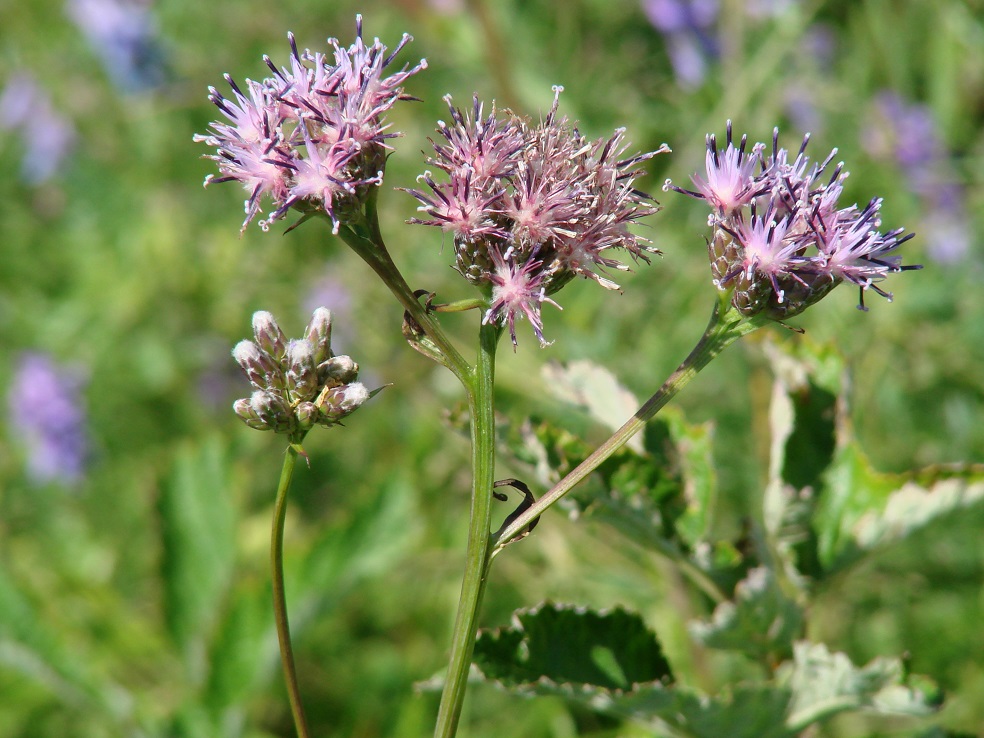 Изображение особи Saussurea parviflora.