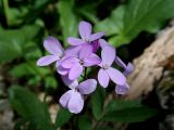 Cardamine quinquefolia