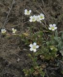 Cerastium arvense