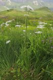 Heracleum apiifolium. Цветущее растение. Адыгея, Кавказский биосферный заповедник, гора Гузерипль, ≈ 1950 м н.у.м., высокотравный субальпийский луг. 26.07.2015.