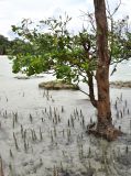 Sonneratia alba. Нижняя часть ствола и дыхательные корни взрослого дерева во время отлива. Андаманские острова, остров Хейвлок. 30.12.2014.