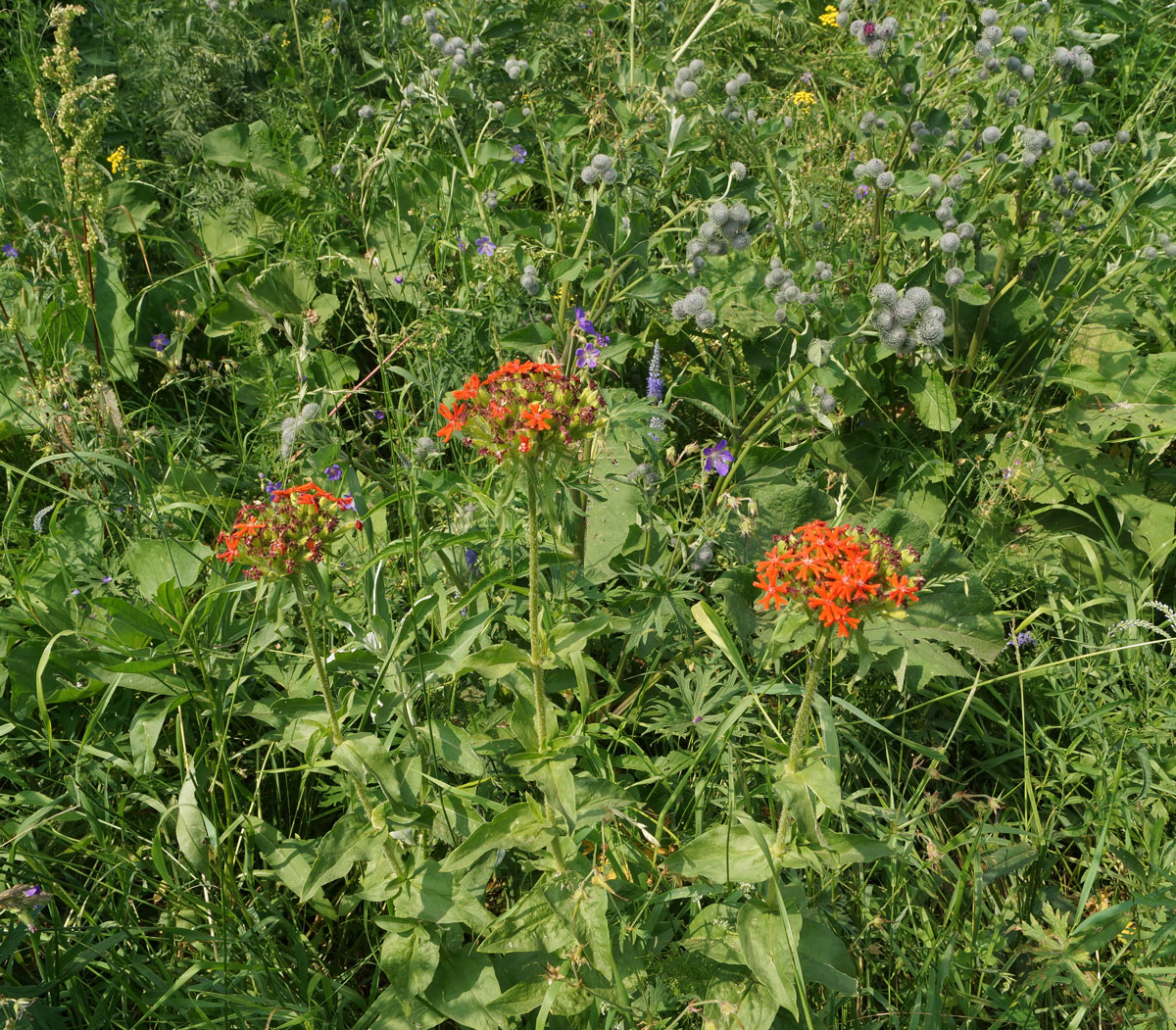 Изображение особи Lychnis chalcedonica.