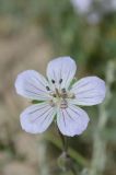 род Geranium