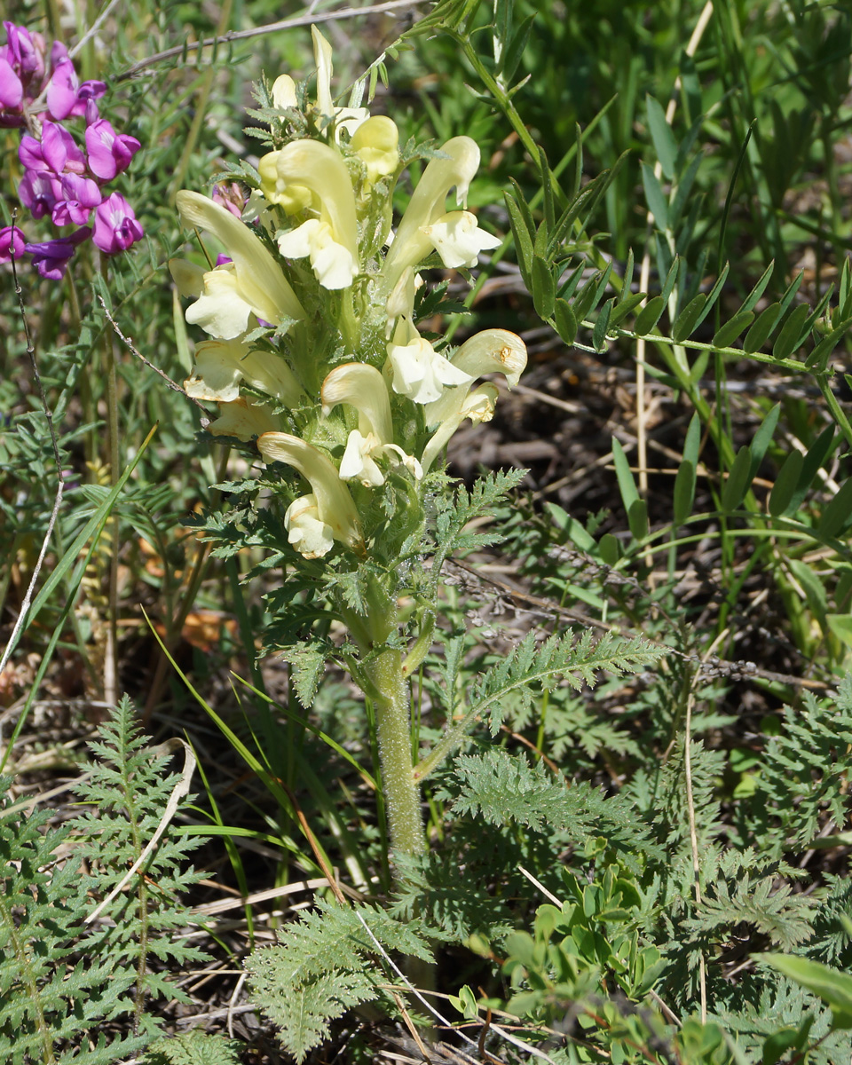 Изображение особи Pedicularis physocalyx.