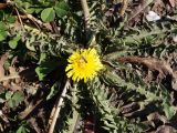 genus Taraxacum. Цветущее растение. Кыргызстан, Нарынская обл., левый берег р. Нарын, окр. с. Таш-Башат, вахтовый пос. 06.10.2015.