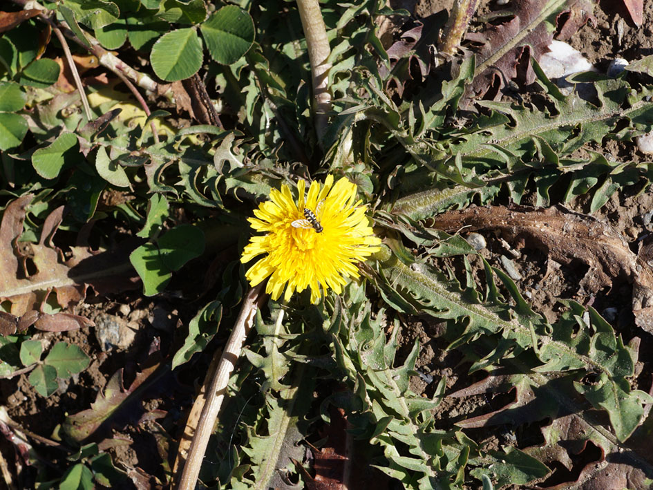 Изображение особи род Taraxacum.