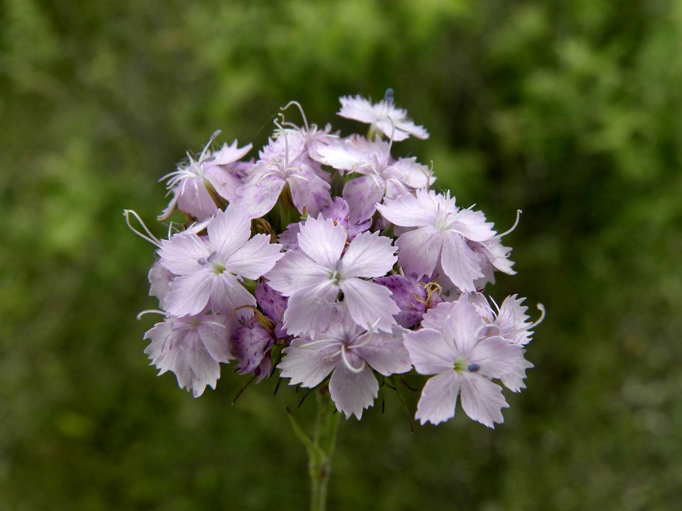 Image of Dianthus pseudarmeria specimen.