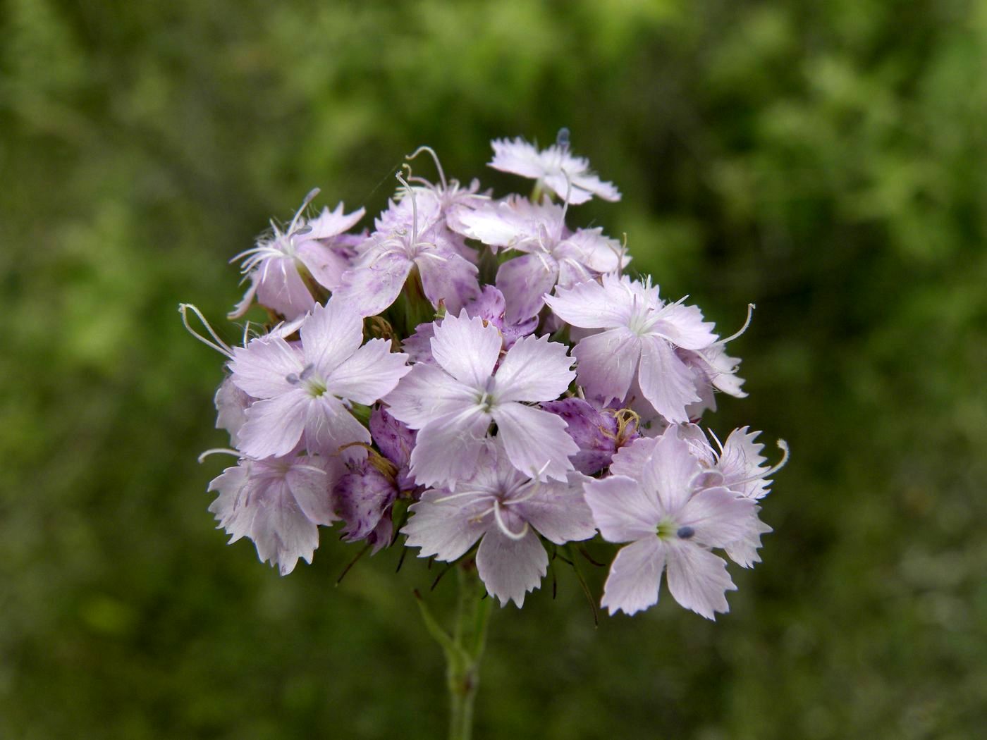 Изображение особи Dianthus pseudarmeria.