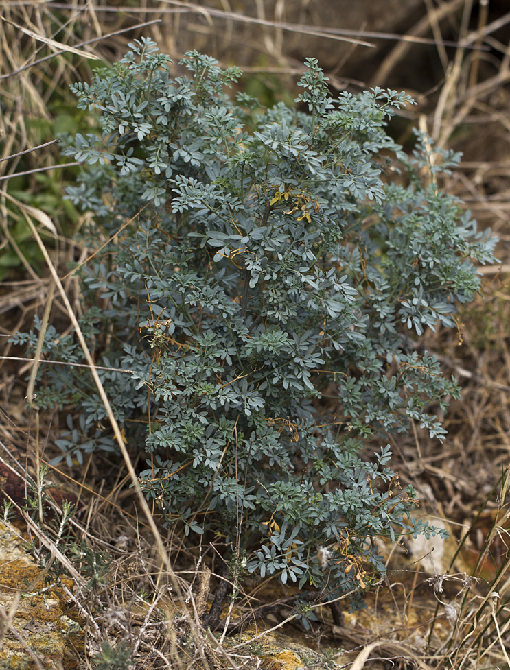 Изображение особи Ruta chalepensis.