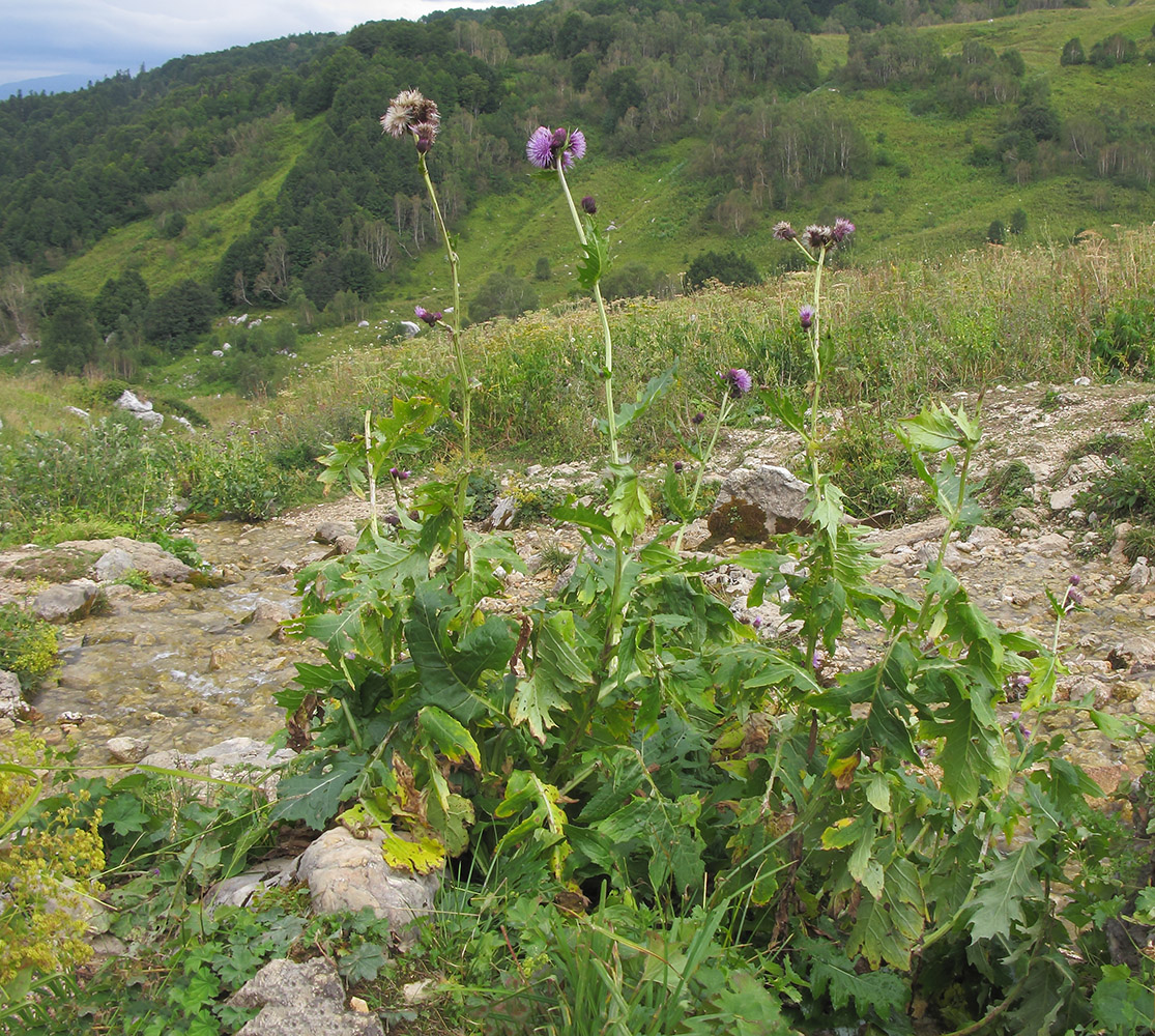 Image of Cirsium sychnosanthum specimen.