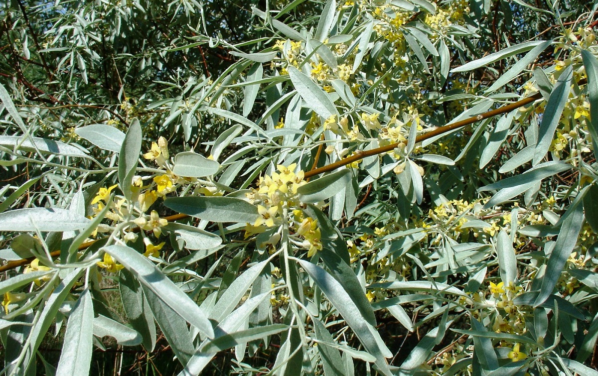 Изображение особи Elaeagnus angustifolia.