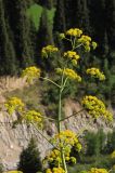 Ferula kelleri