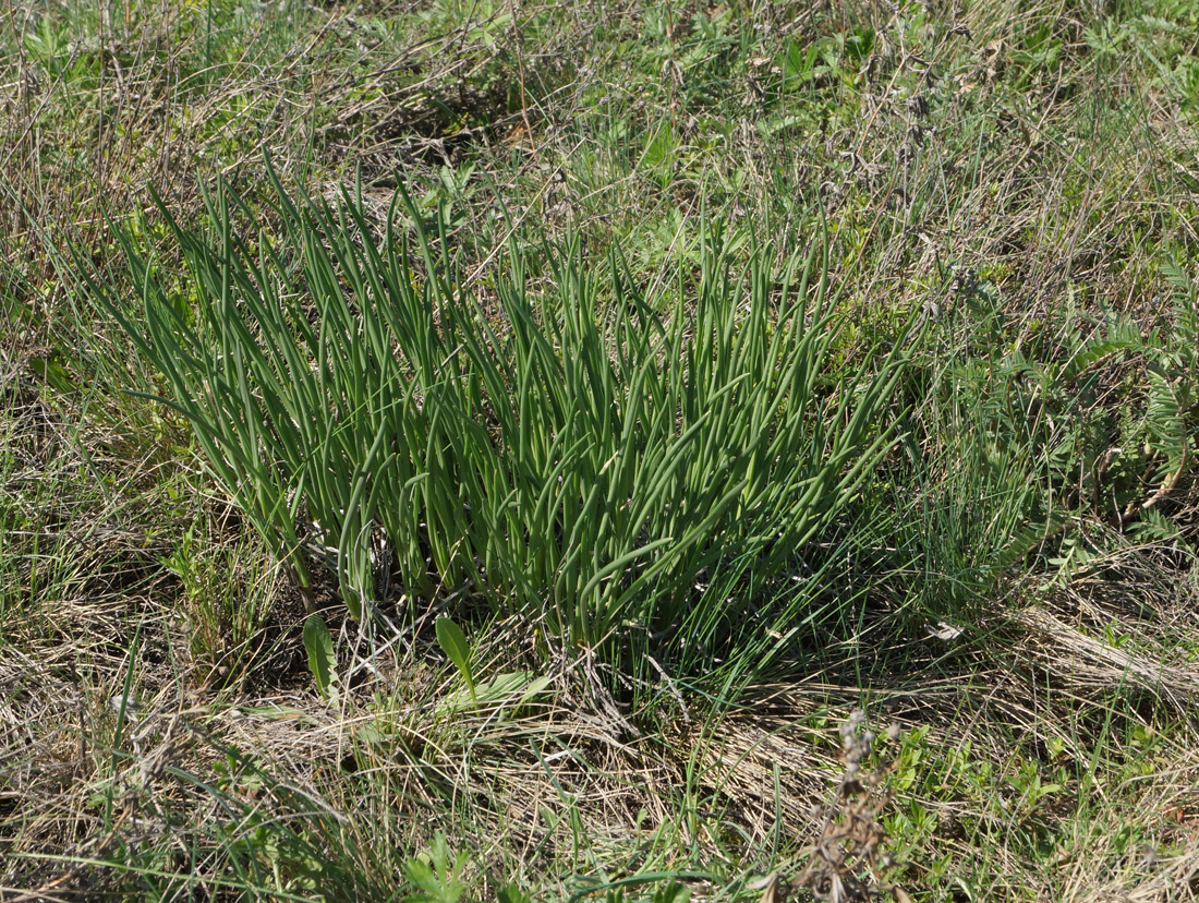 Image of Allium rubens specimen.