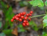 Actaea erythrocarpa