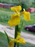 Iris pseudacorus. Верхушка побега с цветком. Ленинградская обл., Кировский р-н, западнее ст. Ивановская, берег р. Тосно. 18.06.2010.