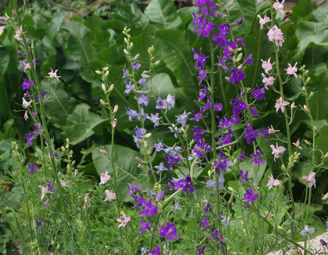 Image of Delphinium ajacis specimen.
