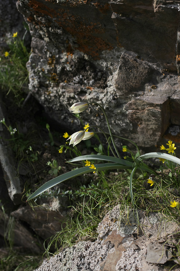 Изображение особи Tulipa bifloriformis.