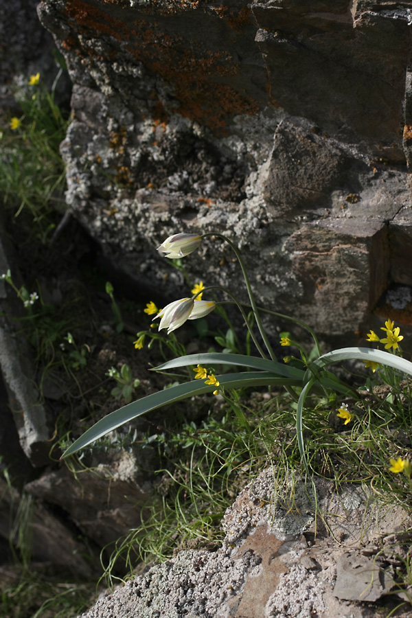 Image of Tulipa bifloriformis specimen.