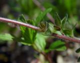 Veronica umbrosa