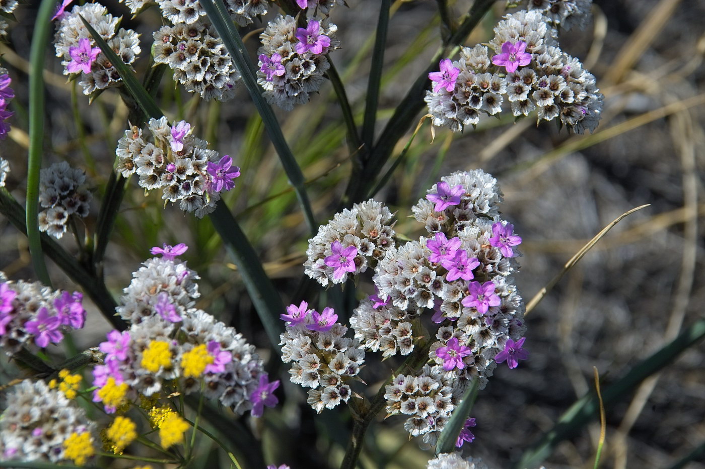 Image of Goniolimon speciosum specimen.