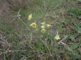 Pulsatilla albana